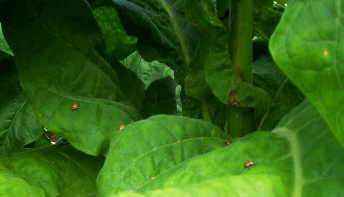 Organically farmed tobacco leaves